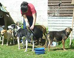 Student volunteer at the shelter with seven dogs.